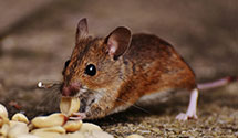 24 Hour & Emergency Exterminators in Napierville, PA